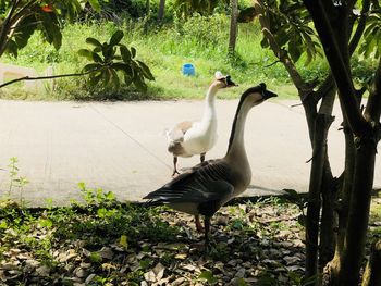 View of birds on riverbank