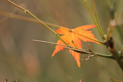 Close-up of leaves on twig