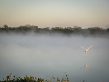 Bird flying over lake against sky during sunset