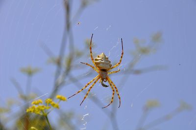 Close-up of spider on web against sky