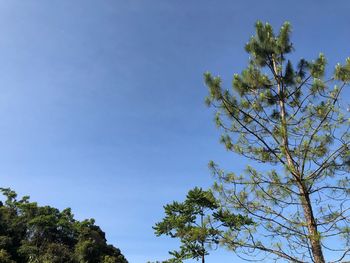 Low angle view of trees against blue sky