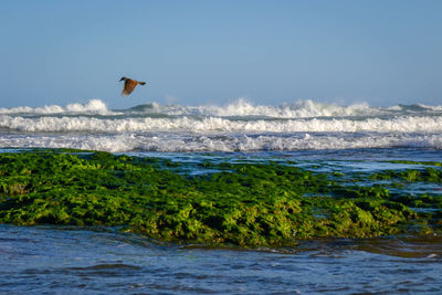 Bird flying over sea