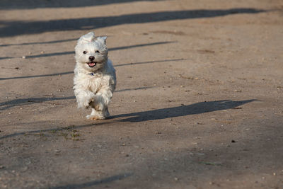 Dog running on field