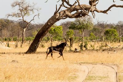 Horse on tree against sky