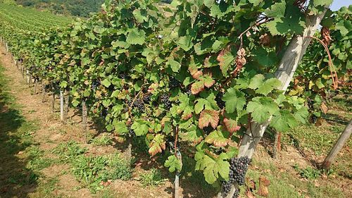 Close-up of tree growing in farm