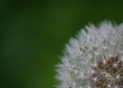 Close-up of flower growing outdoors