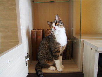 Full length of cat sitting on shelf