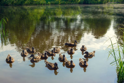 High angle view of birds swimming in lake