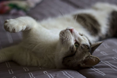 Close-up of a cat resting on bed