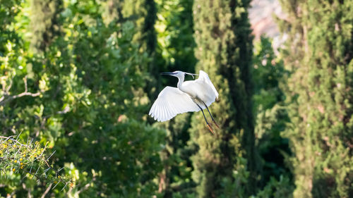 Bird flying over a land