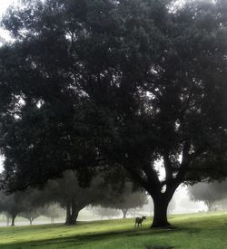 Trees on field in park