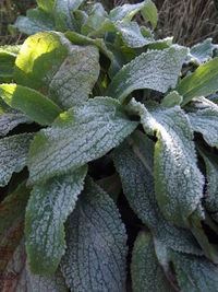 Close-up of leaves