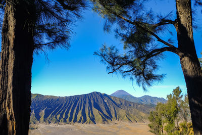 View of trees on mountain against blue sky