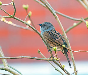 Close-up of bird perching on branch