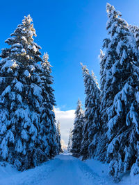 Snow covered pine trees against blue sky