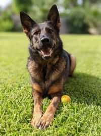 Portrait of dog on field