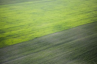 Trees on grass