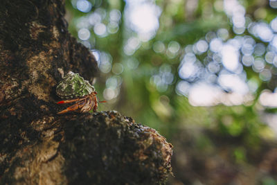 Close-up of crab in rock