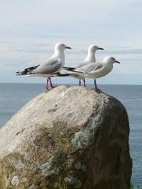 Seagulls perching on rock by sea against sky