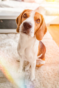 Close-up of a dog