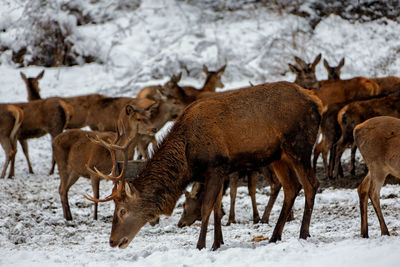 Deer on snow covered field