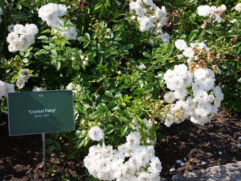 Close-up of white flowering plants with text on plant