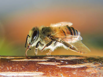 Close-up side view of honey bee