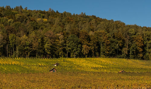 Scenic view of trees on field