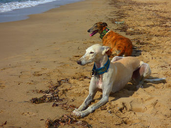 High angle view of greyhound dogs lying on sand at beach