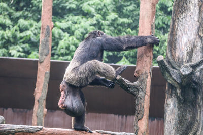Monkey sitting on tree branch in zoo