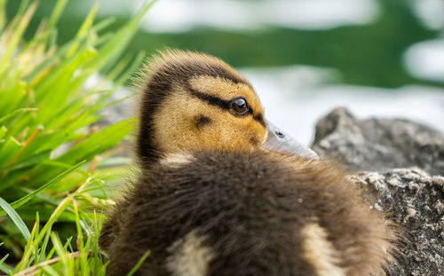 Childhood on nature