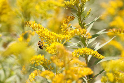 Close-up of yellow flowers