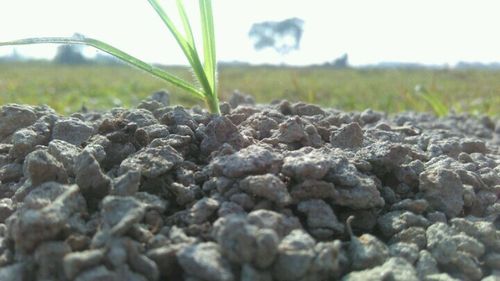 Close-up of field