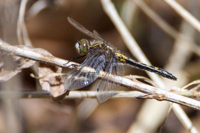 Close-up of insect on leaf