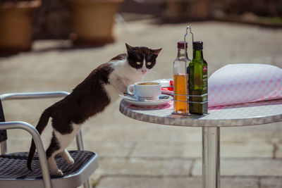 Cat on table