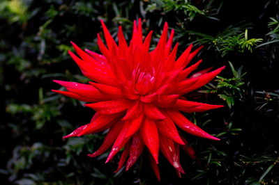 Close-up of red hibiscus blooming outdoors