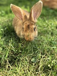 Cute rabbit