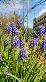 Close-up of purple flowers blooming in field