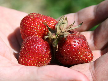 Close-up of hand holding strawberries