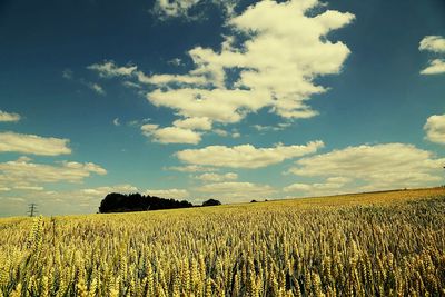 Crop on field against cloudy sky