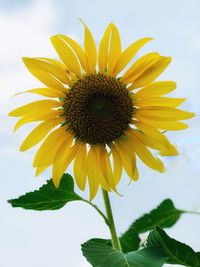 Close-up of sunflower