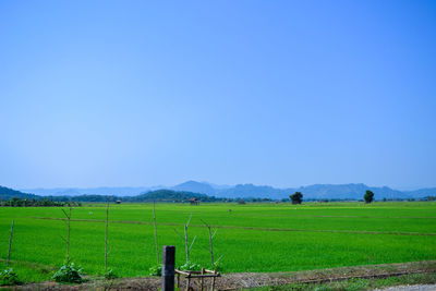 Scenic view of field against clear blue sky