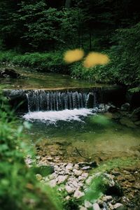 Scenic view of waterfall in forest
