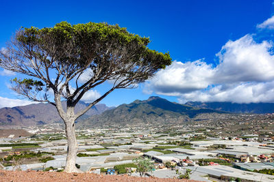 Scenic view of tree by mountain against sky