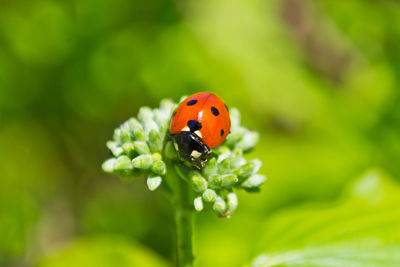Close-up of ladybug on flower