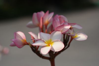 Close-up of pink frangipani flowers