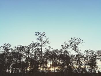 Low angle view of silhouette trees against clear sky
