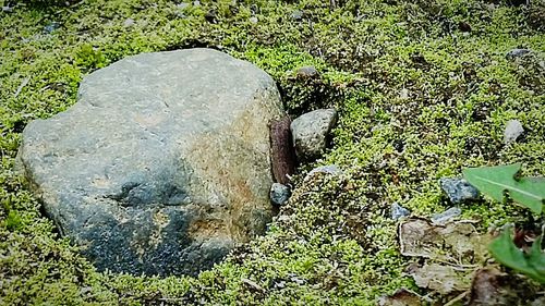 Plants growing on rocks