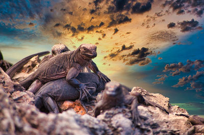 Lizards on rock against sky
