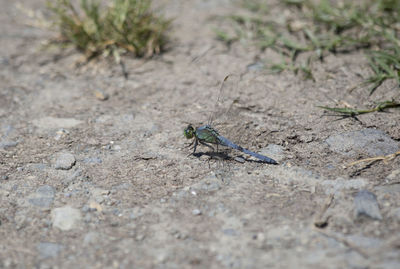 High angle view of housefly on field